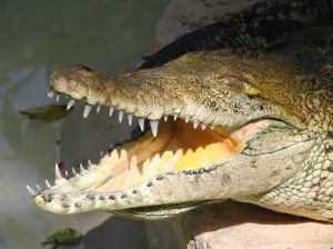 crocodile_mouth.jpg