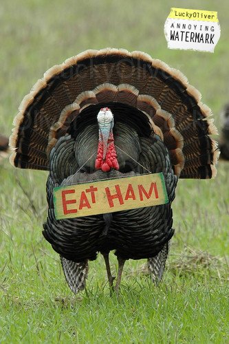 turkey-ham