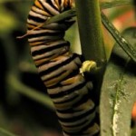 monarch_caterpillar.jpg