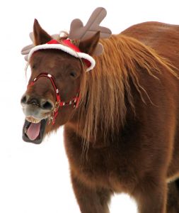 holiday-horse